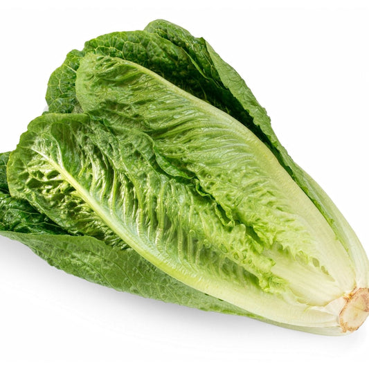 Lettuce Seeds - Romaine - Parris White Cos