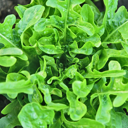 Lettuce Seeds - Royal Oakleaf