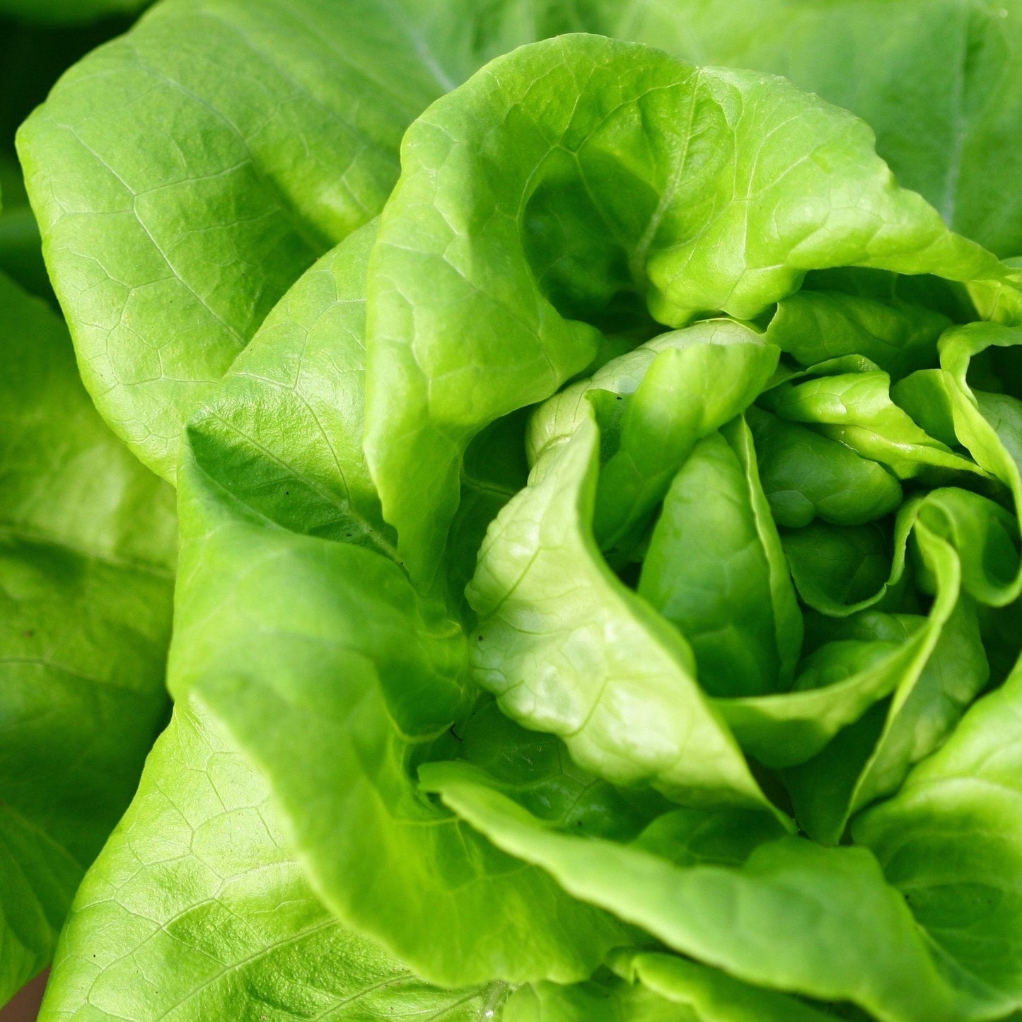 Lettuce Seeds - Summer Bibb