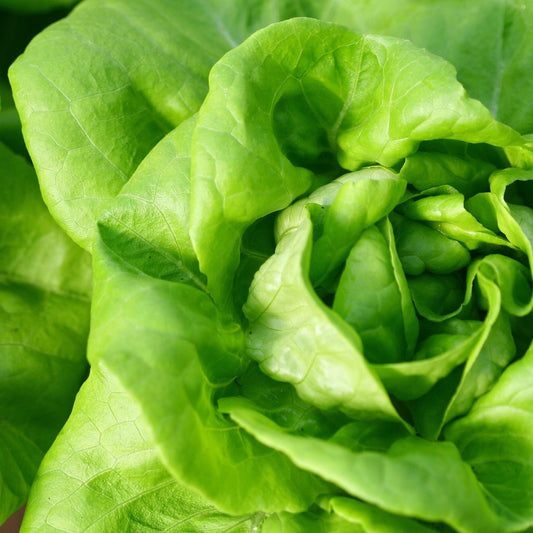 Lettuce Seeds - Summer Bibb