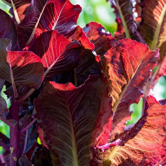 Lettuce Seeds - Super Red Romaine