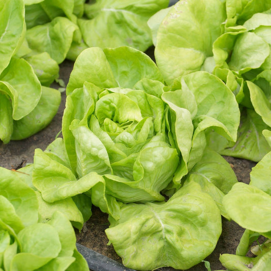 Lettuce Seeds - Tom Thumb Dwarf Bibb