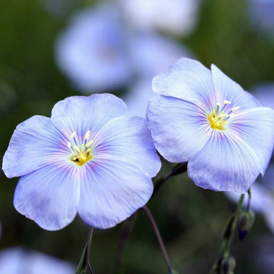 Linum Seeds - Blue Flax