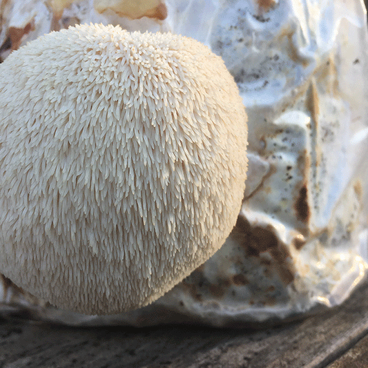 Lions Mane Mushroom Fruiting Kit