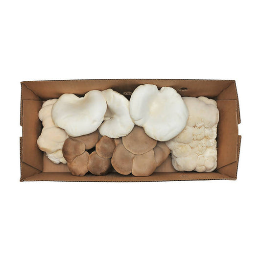 Certified Organic Exotic ShroomBox
