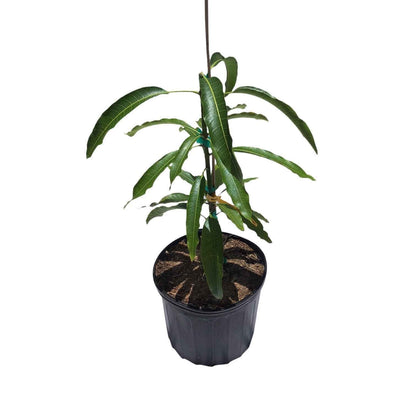 Maha Chanok Mango Tree, Grafted