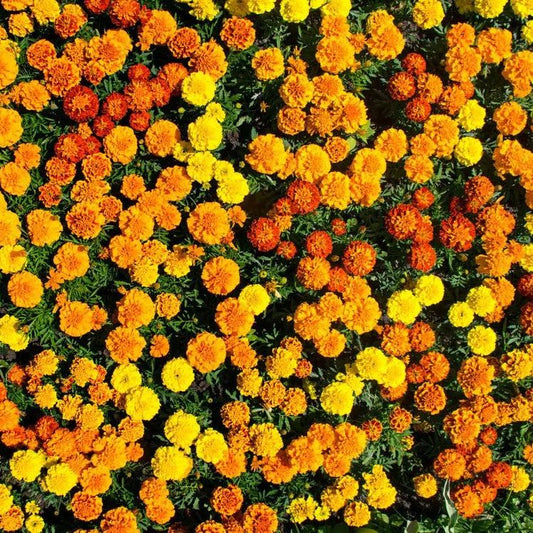 Marigold Seeds- Crackerjack Mixed Marigolds