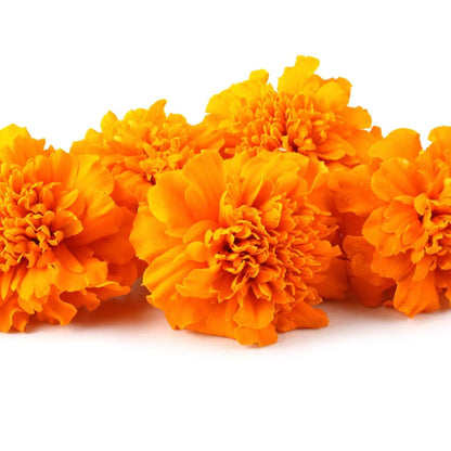 Marigold Seeds- Crackerjack Mixed Marigolds