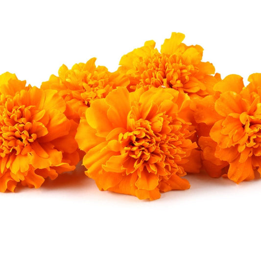 Marigold Seeds- Crackerjack Mixed Marigolds