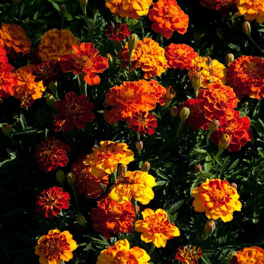 Marigold Seeds - Dwarf French Mixed Marigold