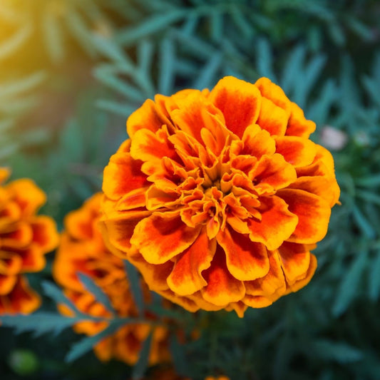 Marigold Seeds - Dwarf French Mixed Marigold