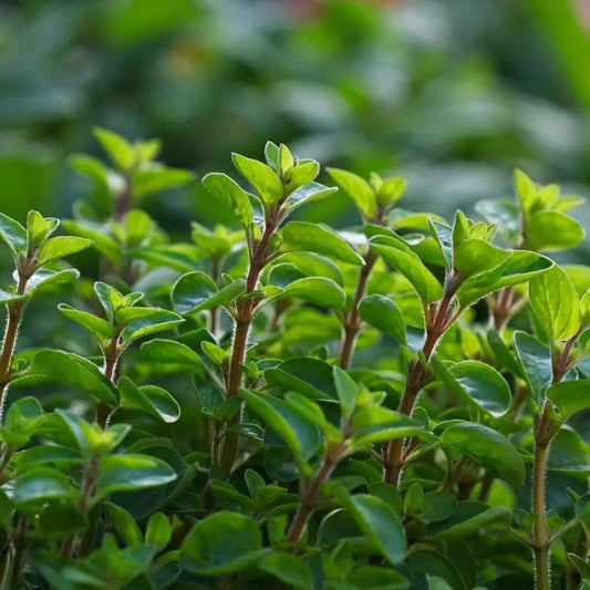 Marjoram Seeds - Sweet Marjoram