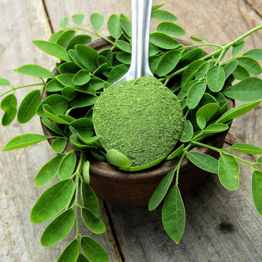 Moringa Seeds - Dwarf