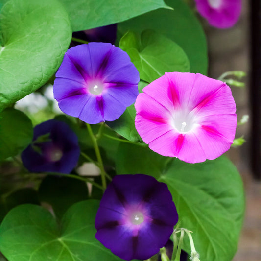 Morning Glory Seeds - Mixed Colors