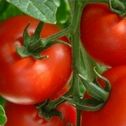 Mountain Fresh Plus Untreated Hybrid Tomato Seeds