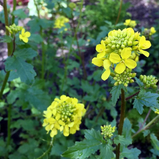 Mustard Seeds - White-Yellow Mustard
