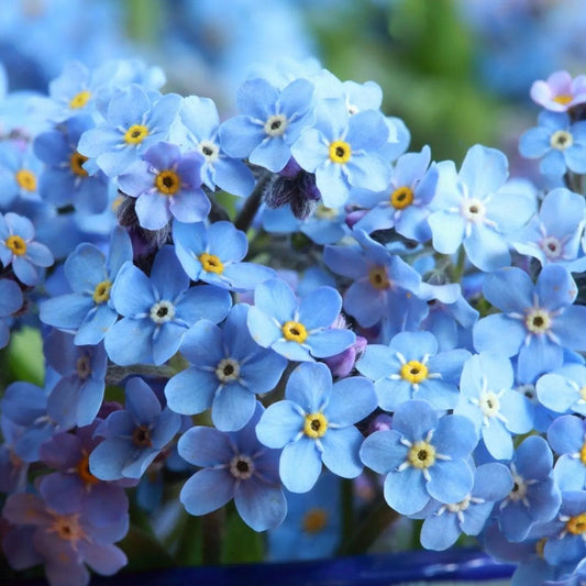 Myosotis Forget-Me-Not Seeds - Compindi