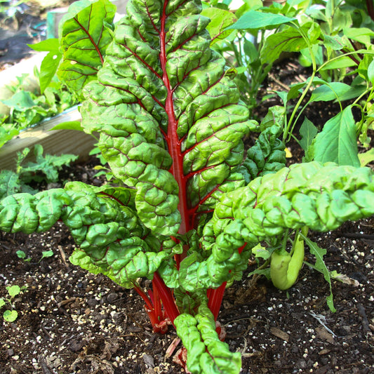 Rhubarb Swiss Chard