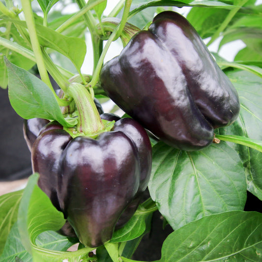 Purple Beauty Bell Pepper