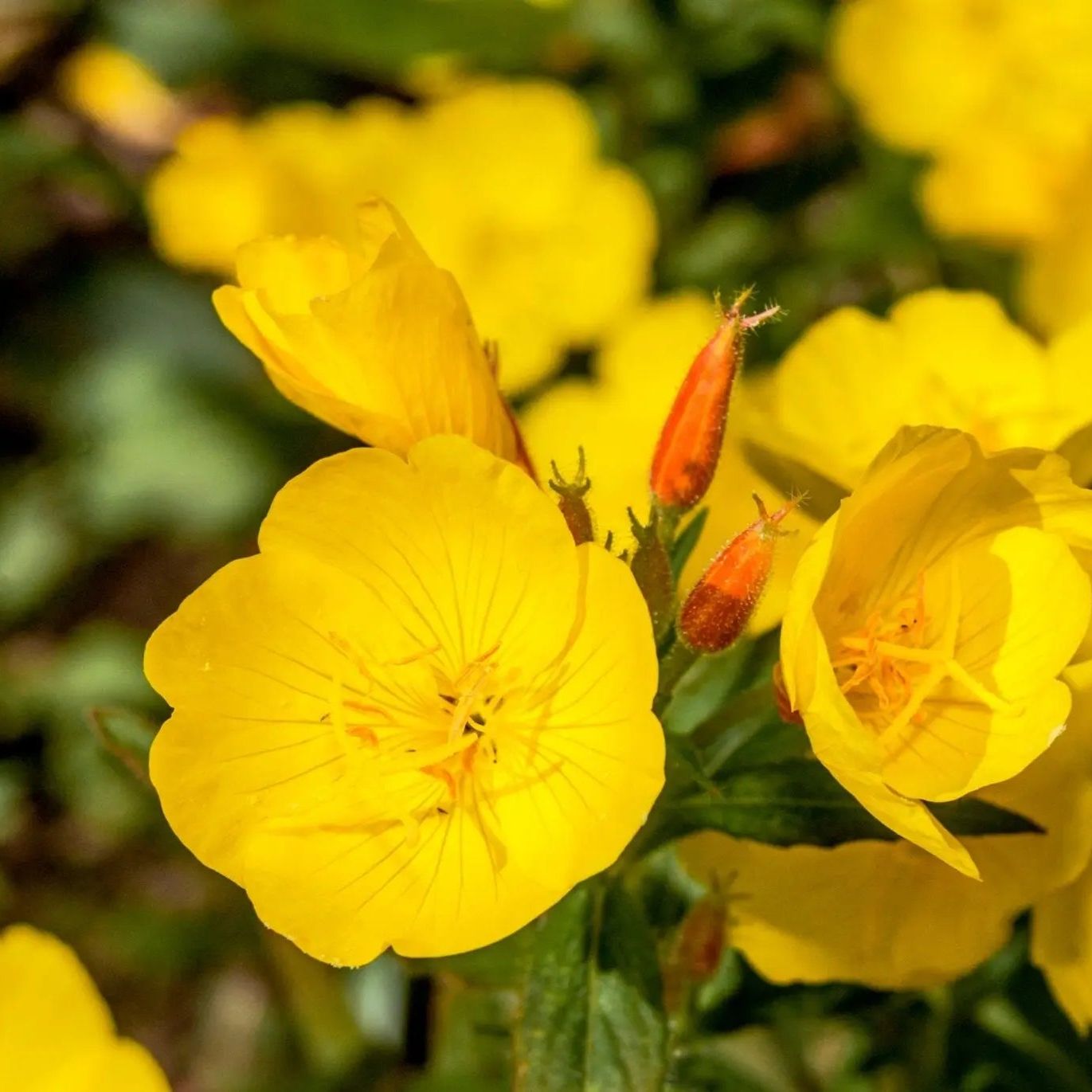 Oenothera Seeds - Evening Primrose