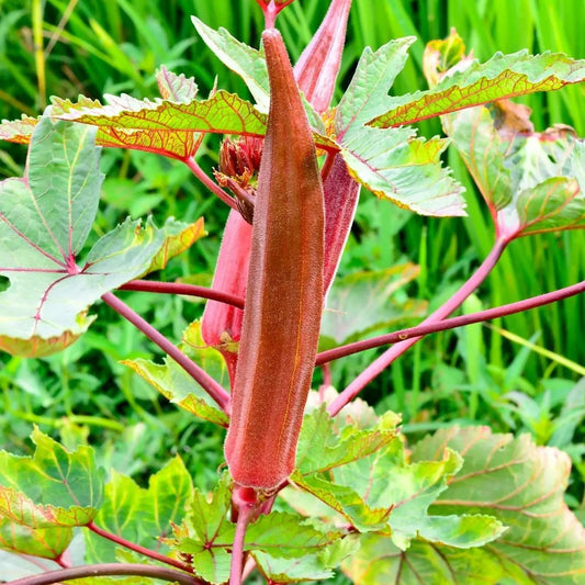 Okra Seeds - Red Burgundy Okra