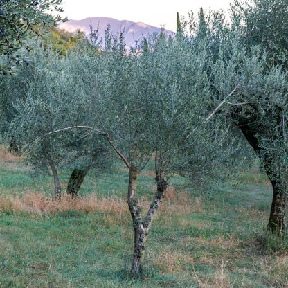 Organic Extra Virgin Olive Oil, 3 Pack