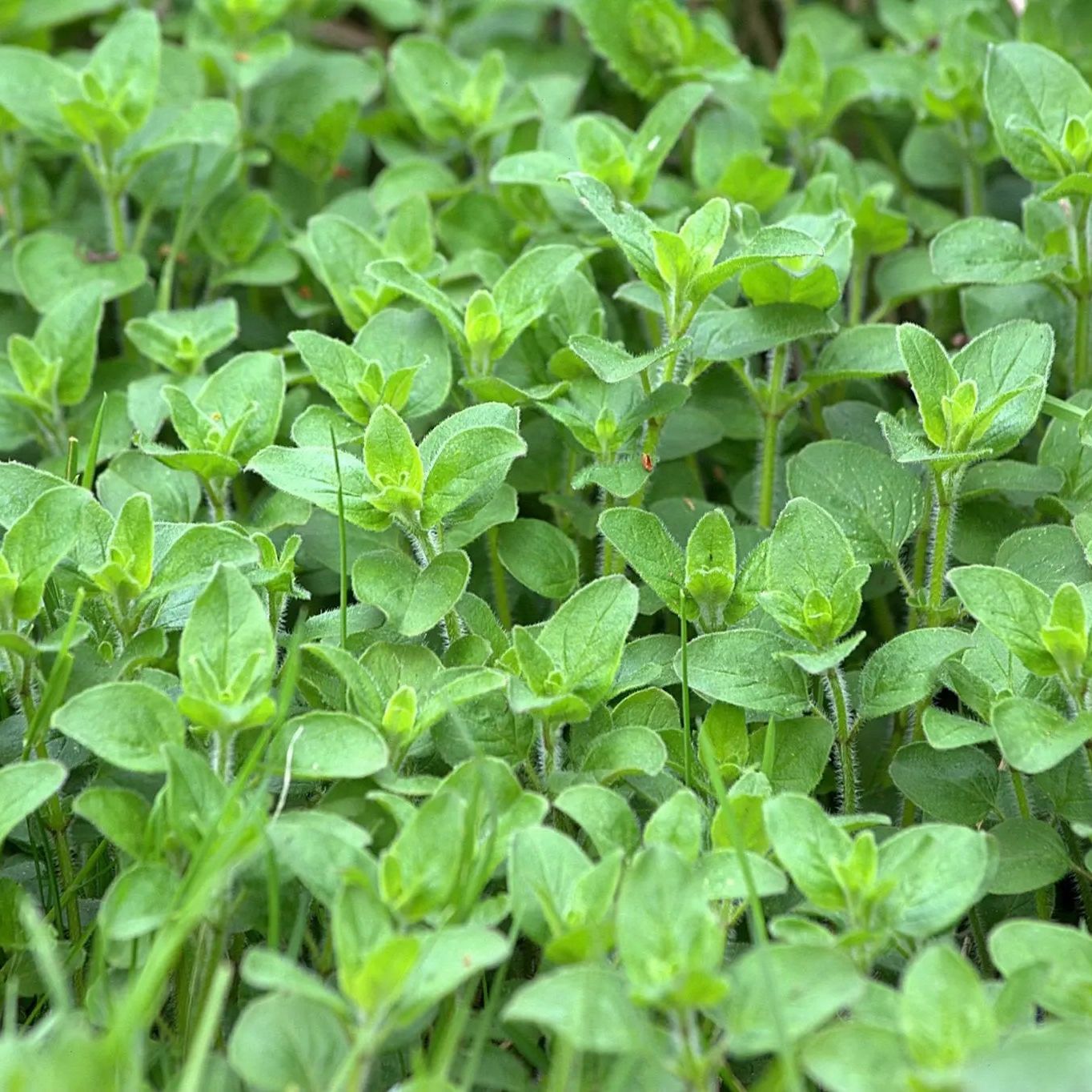 Oregano Seeds - Italian Oregano