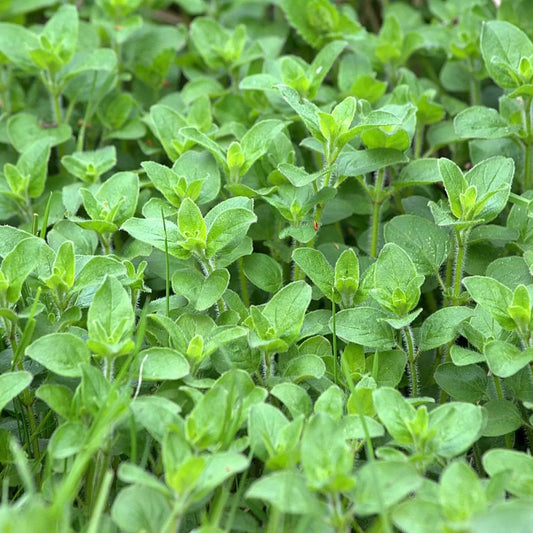 Oregano Seeds - Italian Oregano