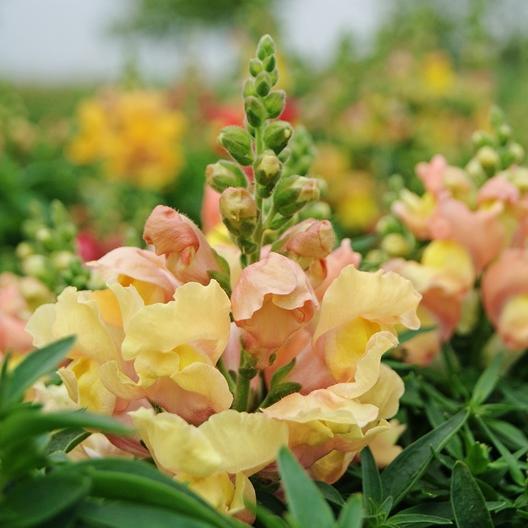Appleblossom Snapdragon
