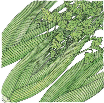 Tall Utah Celery Seeds (Organic)