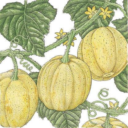 Lemon Cucumber Seeds (Organic)