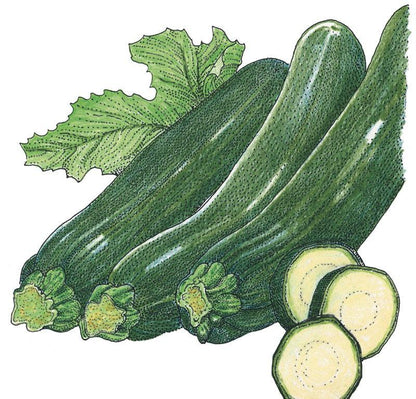 Dark Green Zucchini Summer Squash Seeds (Organic)