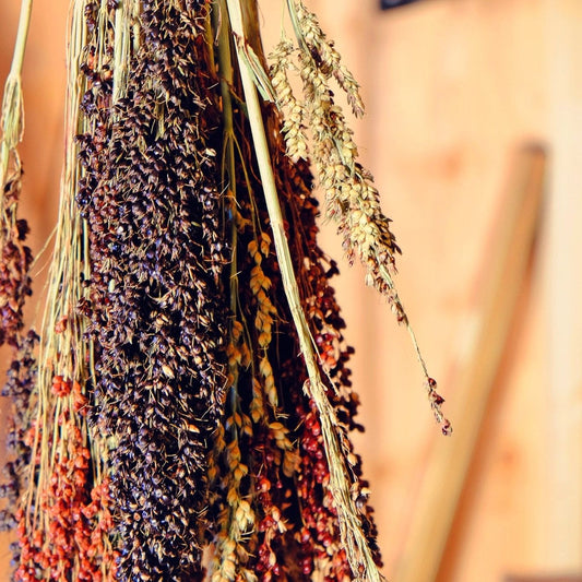Ornamental Corn Seeds - Multicolored Broom