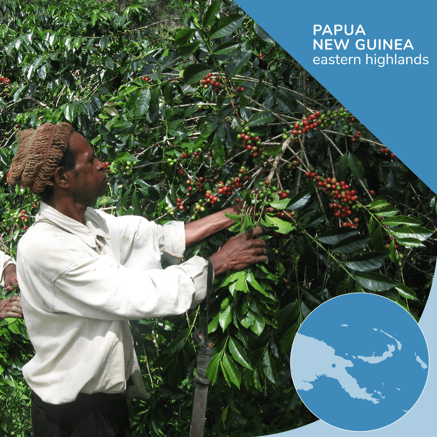 Papua New Guinea Organic Coffee, Opaqa Papua Perfection