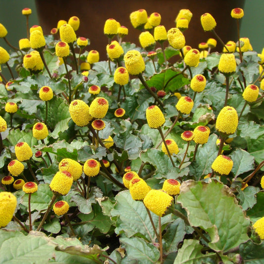 Paracress Seeds - Toothache Plant