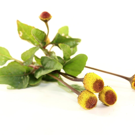 Paracress Seeds - Toothache Plant