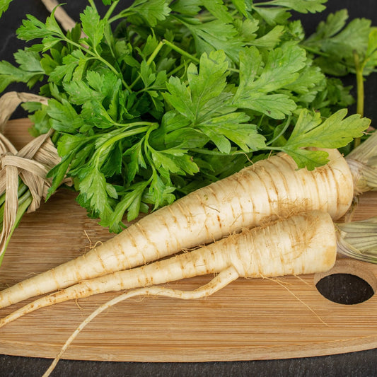 Parsley Seeds - Hamburg Rooted