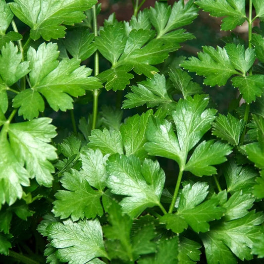Parsley Seeds - Italian Flat Parsley