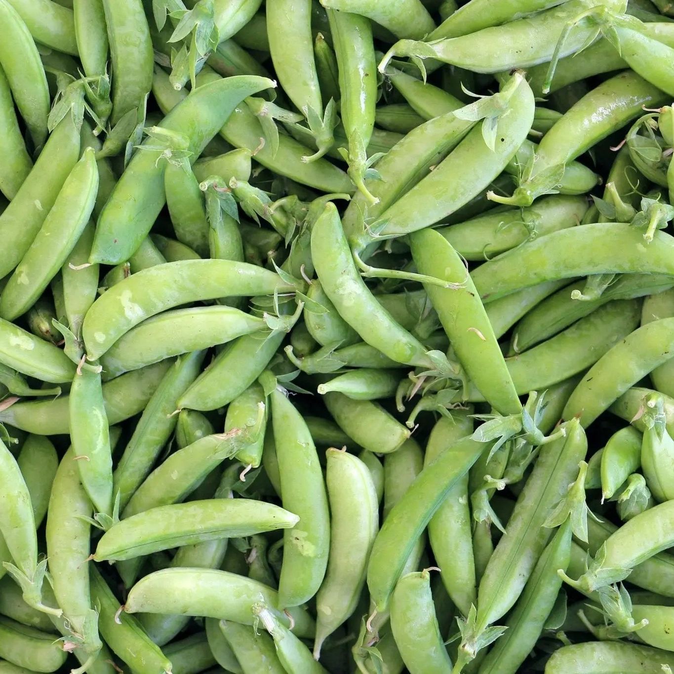 Pea Seeds - Garden - Little Marvel