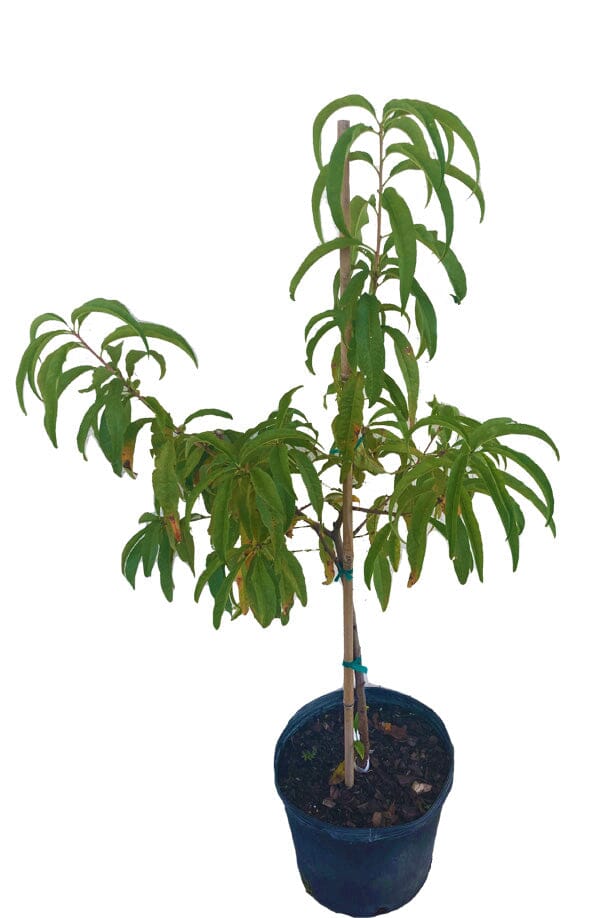 Tropic Beauty Dwarf Peach Tree Grafted  Low Chill, Self-Fertile, Sweet & Juicy Fruit for Warm Climates