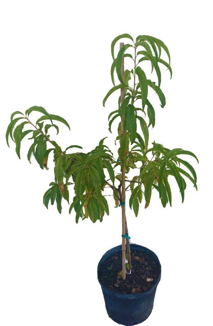 Tropic Beauty Dwarf Peach Tree Grafted  Low Chill, Self-Fertile, Sweet & Juicy Fruit for Warm Climates