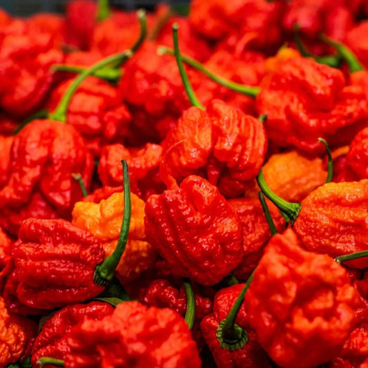 Pepper Seeds - Hot - Carolina Reaper