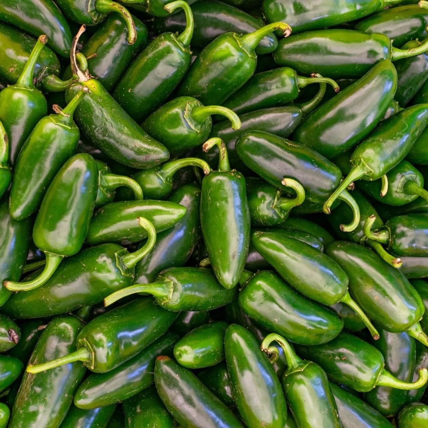 Pepper Seeds - Hot - Early Jalapeno Pepper