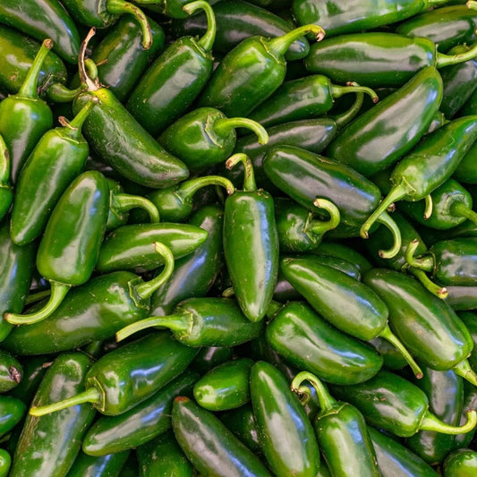 Pepper Seeds - Hot - Early Jalapeno Pepper