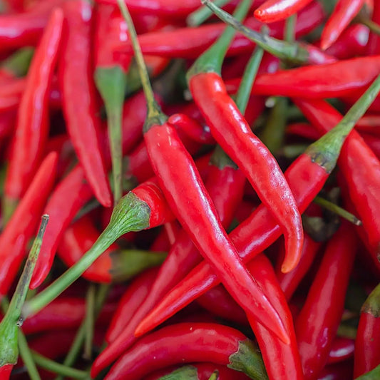 Pepper Seeds - Hot - Long Red Thin Cayenne Pepper