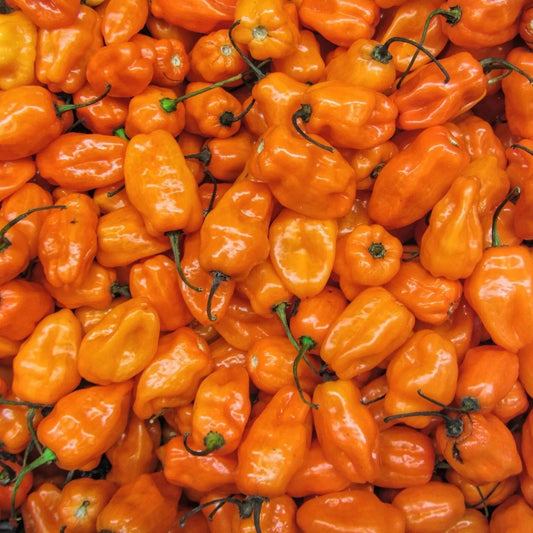 Pepper Seeds - Hot - Orange Habanero Pepper