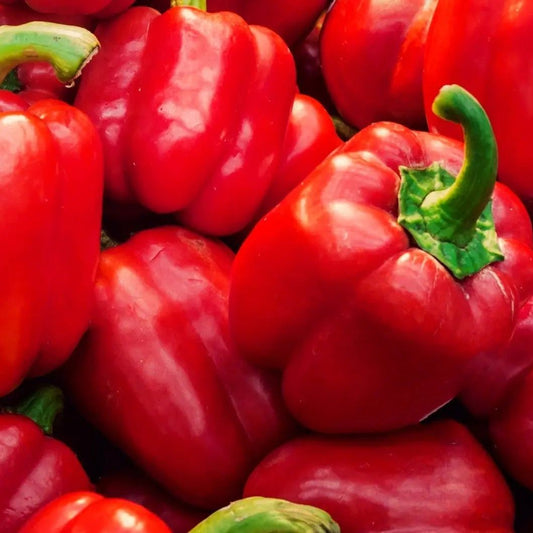 Pepper Seeds - Sweet - King of the North