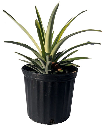 Florida Special Pineapple Plant (Ananas comosus) - Sweet, Juicy, and Cold Hardy