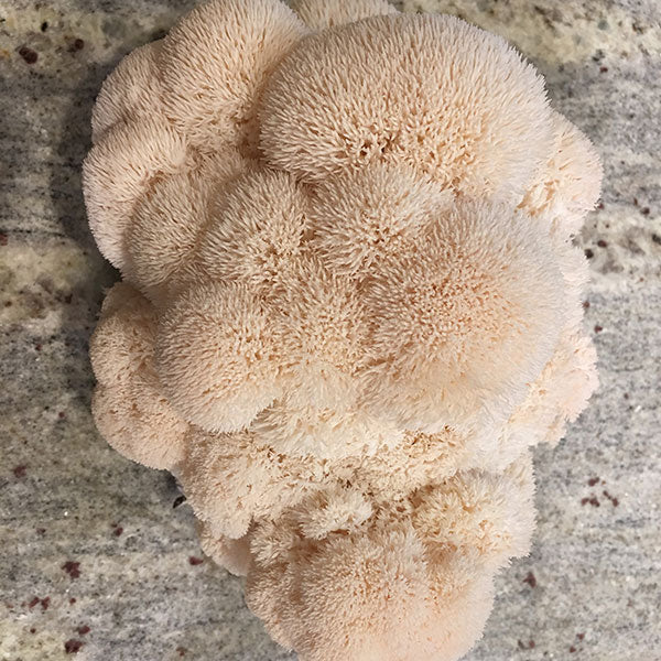 Lions Mane Sawdust Spawn - (Hericium spp.) - 5lb