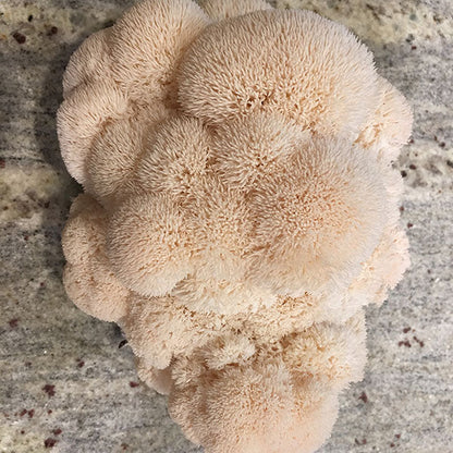 Lions Mane Sawdust Spawn - (Hericium spp.) - 5lb